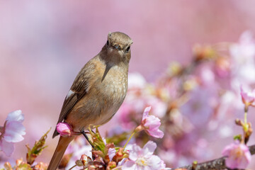 桜とジョウビタキの春のひととき
