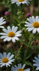 Fototapeta premium daisies in a garden