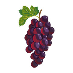 vector drawing bunch of red grape with leaf isolated at white background, hand drawn illustration