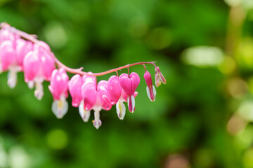 Close-up of a pink bleeding heart (Lamprocapnos) blooming in spring
