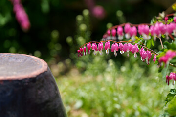Close-up of a pink bleeding heart (Lamprocapnos) blooming next to a kimchi storage jar in spring