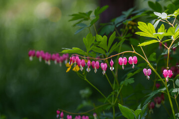 Close-up of a pink bleeding heart (Lamprocapnos) blooming in spring