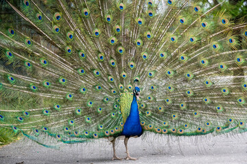 Fototapeta premium Peacock displays vibrant feathers in a lush garden during midday