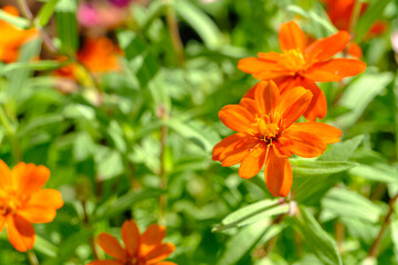 ジニアの鮮やかなオレンジ色の花