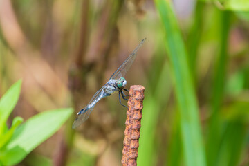 止まり木にとまるシオカラトンボ