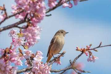 桜の枝にとまるジョウビタキの雌