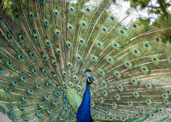 Naklejka premium Majestic peacock displaying vibrant feathers in a lush garden during sunny daylight hours