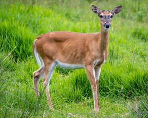 Deer standing in a green field during daylight, showcasing natural habitat and wildlife in tranquility