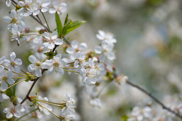 Close-Up of Blooming White Flowers on a Cherry Tree Branch