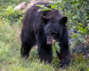 Fototapeta premium Black bear foraging in a forested area during early morning hours