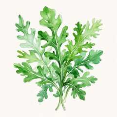 White arugula leaf watercolor art painting design on plain white background illustration