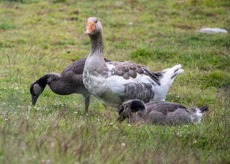Toulouse goose and Canada goose mixed breed babies congregate in a grassy field