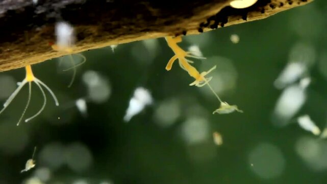 Hydra (Hydrozoa) capturing a Copepod using its stinging tentacles, real time, macro close-up.