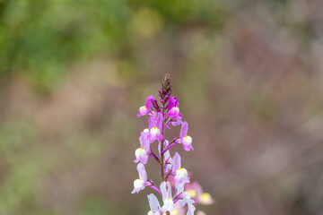 リナリアの可憐な花