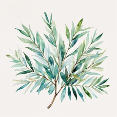 Obraz premium White olive leaf watercolor art painting design on plain white background illustration