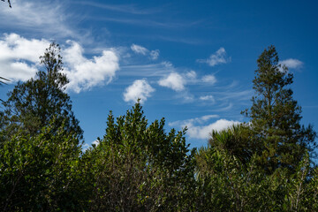 Cirrus clouds in a blue sky above the treetops of Albany Lakes Park, Auckland