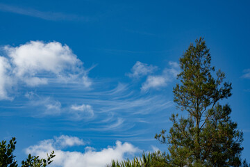 Cirrus clouds in a blue sky above the treetops of Albany Lakes Park, Auckland