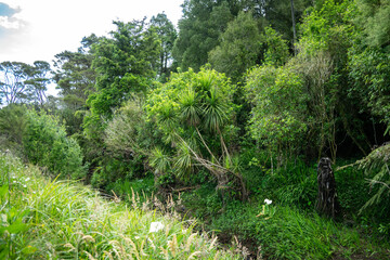 New Zealand park with lilies and New Zealand cabbage tree, Albany, Auckland