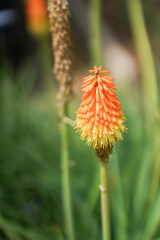 Red and Yellow Kniphofia Flowers: Bright red and yellow Kniphofia flowers, also known as torch lilies, in full bloom against a soft green background&mdash;great for botanical and garden themes.