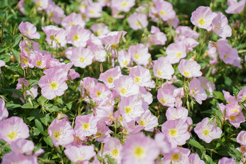 pink evening primrose flowers blooming in spring