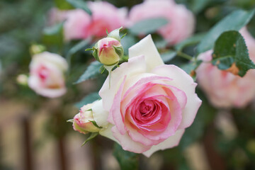 Beautiful pink Longsha gem Fujimoto rose bloom in early summer