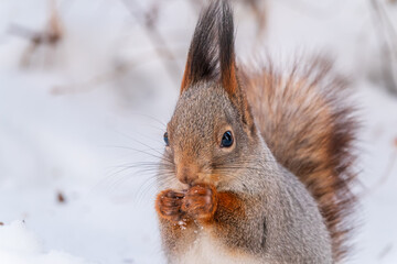 Fototapeta premium Portrait of a squirrel in winter on white snow background