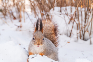 Portrait of a squirrel in winter on white snow background