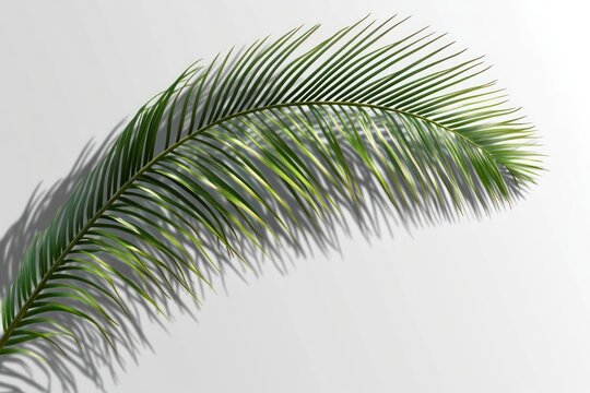 Palm frond casting a shadow from the top-right corner, tropical theme, mockup element on transparent