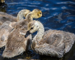Young goslings exploring their habitat in a serene pond during warm springtime sunlight