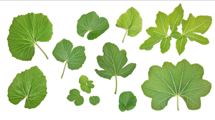 Fresh green fig leaves isolated on white background photo front view variation high detail texture ultra detail midshot