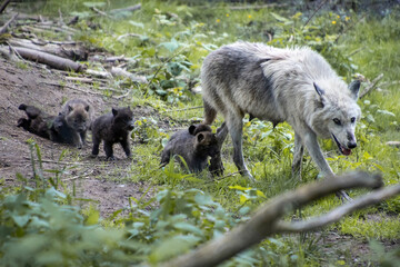 Wolf mom and her pups interact in a lush forest setting during a sunny afternoon