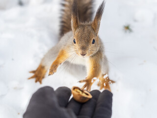 Squirrel eats nuts from a man's hand. Caring for animals in winter or autumn.