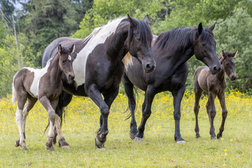 Majestic horses and their foals roam freely in a lush green meadow during a sunny afternoon
