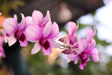 Wood pulp , close up of pink flowers