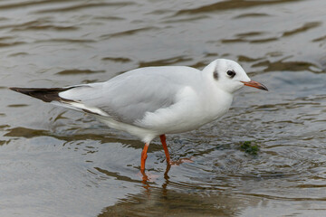 水上の餌を探すユリカモメ