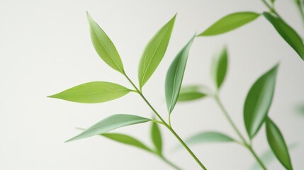 Obraz premium Fresh Green Leaves with Soft Light Background for Nature and Botanical Themes