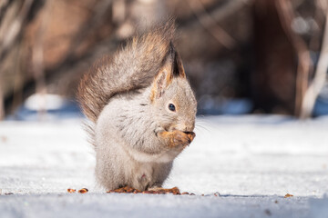 The squirrel in winter sits on white snow.