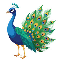 Peacock Vector 