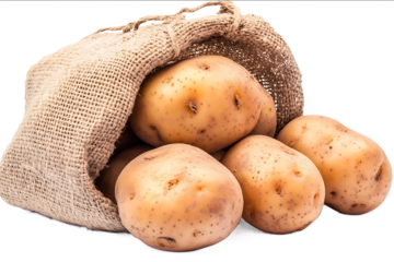 Freshly harvested potatoes in a burlap sack isolated on white background photo front view variation high detail texture ultra detail midshot