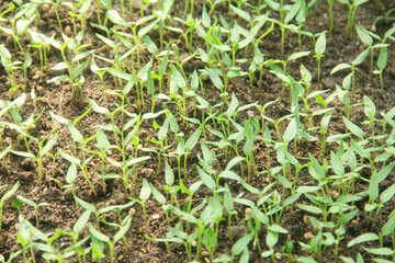 Curly chili or Capsicum annuum cultivation by sowing on the surface of fertile humus soil, small chili plants are sown on the nursery land