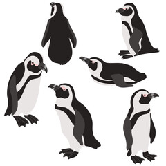 Obraz premium vector drawing birds, African penguin, hand drawn isolated nature design elements