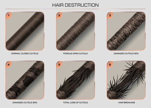Hair damage and breakage showing the progressive stages of hair cuticle damage from healthy, closed cuticle to extreme breakage. Vector infographic for use in haircare education, salon promotions