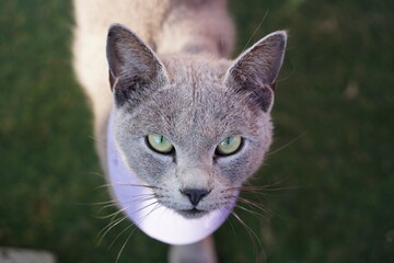 Close up photo of cat's face
