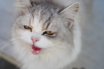 Fototapeta premium Close up of white cat's face yawning