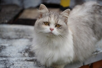 Close up photo of cat's face