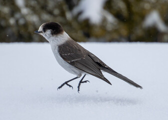 Grey jay bird walking gracefully on snow-covered ground during winter in a peaceful outdoor setting