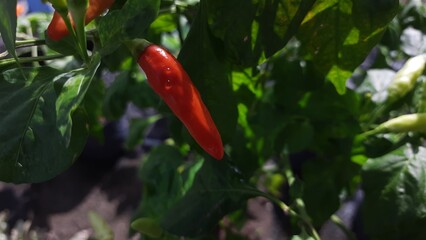 Chilli plants that are fruiting and ready to ripen, looking fresh in the morning after being watered