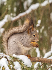 The squirrel with nut sits on tree in the winter or late autumn