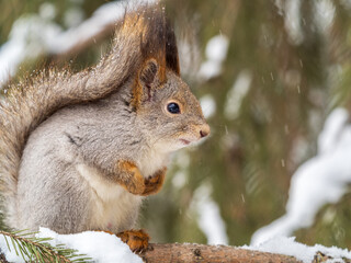 The squirrel sits on a branches without leaves in the winter or autumn