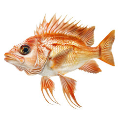 Fototapeta premium Bright orange fish swimming gracefully in clear water during daytime in a vibrant underwater ecosystem